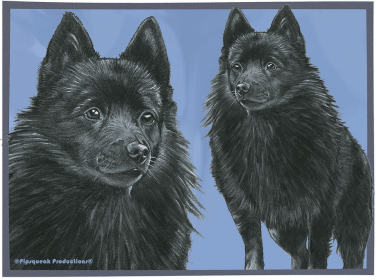 Schipperkes - Best of Breed Dog Breed Fleece Blanket