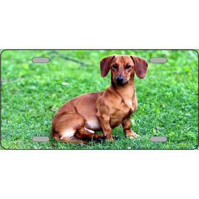 Dachshund Metal Breed License Plate