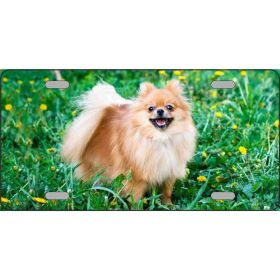 Pomeranian Metal Breed License Plate